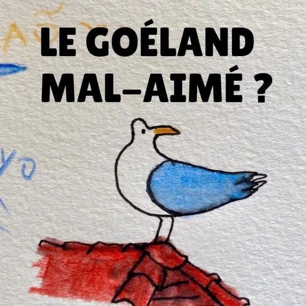 Les goélands sont-ils mal-aimés ?